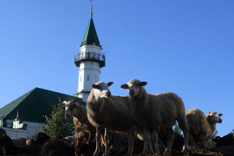 Жертвенные бараны у мечети Аль-Марджани в Казани в день праздника жертвоприношения Курбан-байрам. 1 сентября 2017