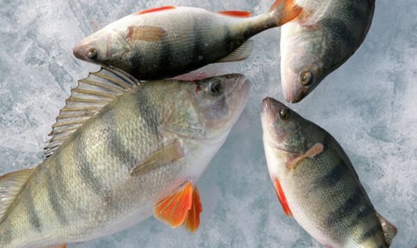 Из-за высокой концентрации СО2 у рыб вырастают аномально большие кости