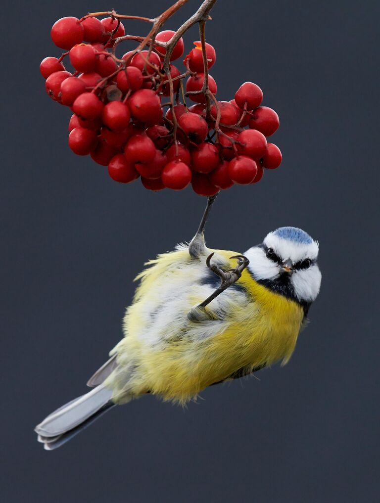 Работа фотографа Markus Varesvuo Blue Tit on berries, победившая в категории Лучшее портфолио в конкурсе Bird Photographer of the Year 2017