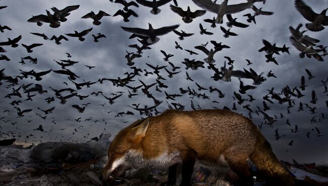 Работа фотографа Gabor Kapus Seagulls and fox, завоевавшая почетное упоминание в категории Птицы в полете в конкурсе Bird Photographer of the Year 2017