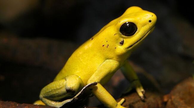 Лягушка-древолаз Phyllobates terribilis