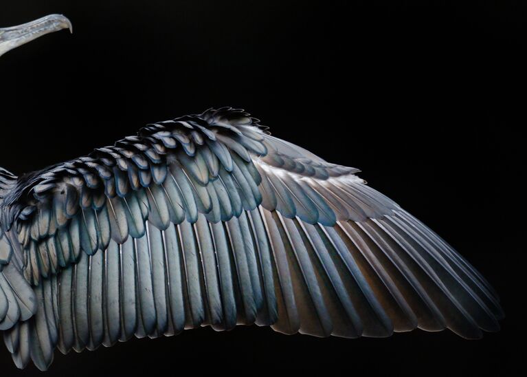 Работа фотографа Tom Hines Cormorant wing, занявшая первое место в категории Внимание к деталям в конкурсе Bird Photographer of the Year 2017