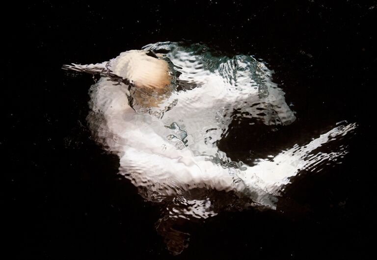Работа фотографа Markus Varesvuo Gannet underwater, победившая в категории Лучшее портфолио в конкурсе Bird Photographer of the Year 2017