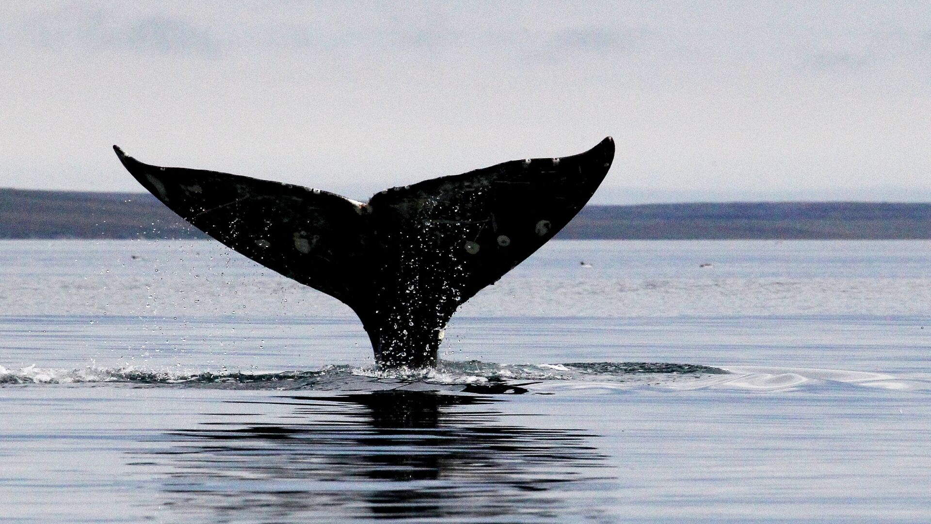 Серый кит Охотоморская популяция