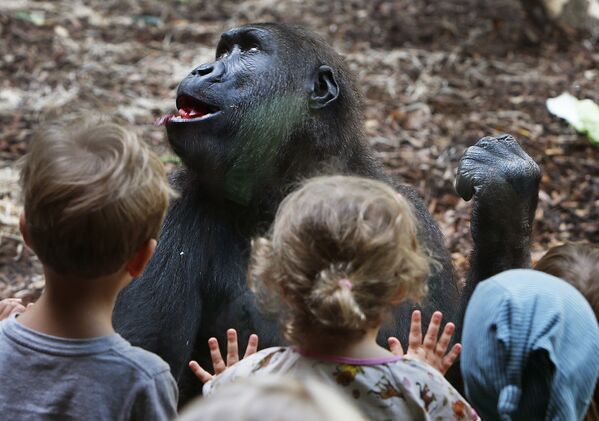 Дети смотрят на гориллу в зоопарке во Франкфурте, Германия