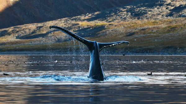 Серый кит в проливе Сенявина у острова Ыттыгран в Чукотском автономном округе. Архивное фото