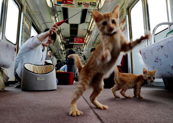 Пассажир играет с кошками в котопоезде в городе Огаки, Гифу, Япония. 10 сентября 2017