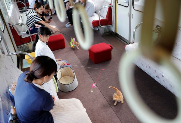 Пассажиры играют с котятами в котопоезде в городе Огаки, Гифу, Япония. 10 сентября 2017