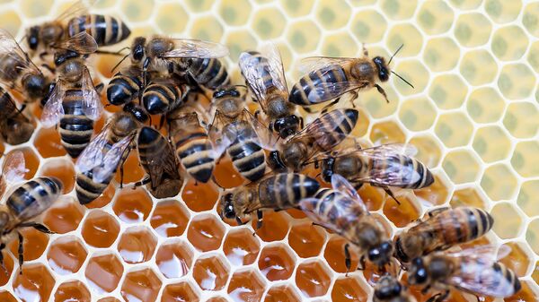 Пчелы на сотах. Архивное фото