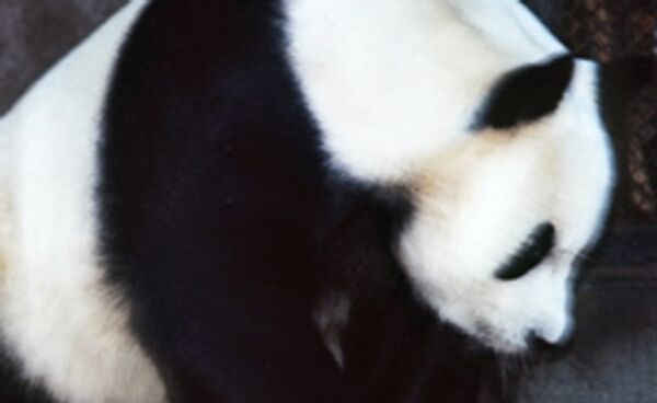 Китай восстанавливает пострадавшую от землетрясения родину панд