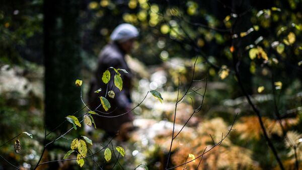 Женщина собирает грибы в лесу. Архивное фото
