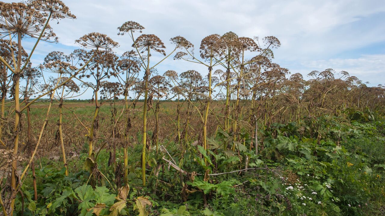 Фото борщевика заросли