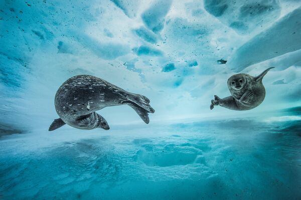Работа фотографа из Франции Laurent Ballesta Swim gym в категории Поведение: Млекопитающие в финале конкурса Wildlife Photographer of the Year 2017