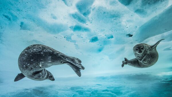 Работа фотографа из Франции Laurent Ballesta Swim gym в категории Поведение: Млекопитающие в финале конкурса Wildlife Photographer of the Year 2017