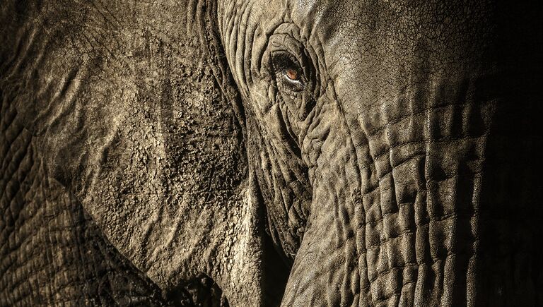 Работа фотографа из Новой Зеландии/Великобритании David Lloydl The power of the matriarch в категории Портреты животных в финале конкурса Wildlife Photographer of the Year 2017