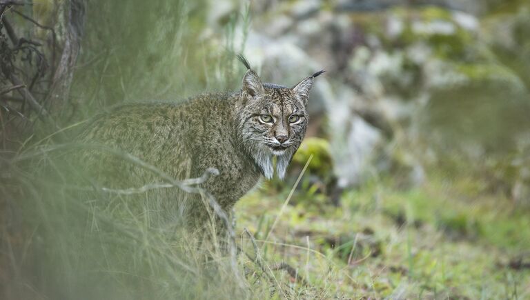 Работа фотографа из Испании Laura Albiac Vilas Glimpse of a lynx в категории Молодой фотограф от 11 до 14 лет в финале конкурса Wildlife Photographer of the Year 2017