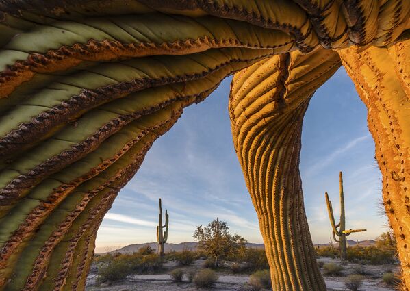Работа фотографа из США Jack Dykinga Saguaro twist в категории Растения и грибы в финале конкурса Wildlife Photographer of the Year 2017