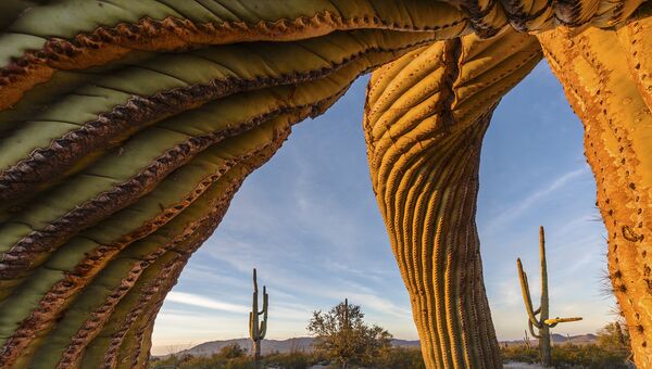 Работа фотографа из США Jack Dykinga Saguaro twist в категории Растения и грибы в финале конкурса Wildlife Photographer of the Year 2017