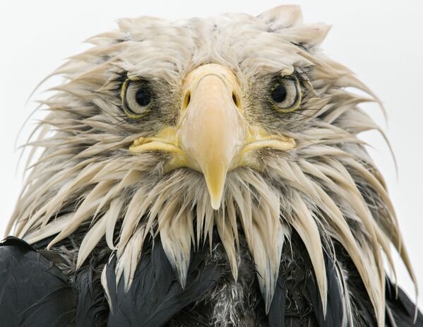 Работа фотографа из Германии Klaus Nigge Bold eagle в категории Портреты животных в финале конкурса Wildlife Photographer of the Year 2017