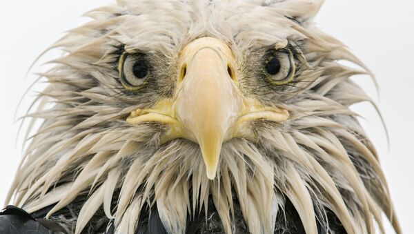 Работа фотографа из Германии Klaus Nigge Bold eagle в категории Портреты животных в финале конкурса Wildlife Photographer of the Year 2017