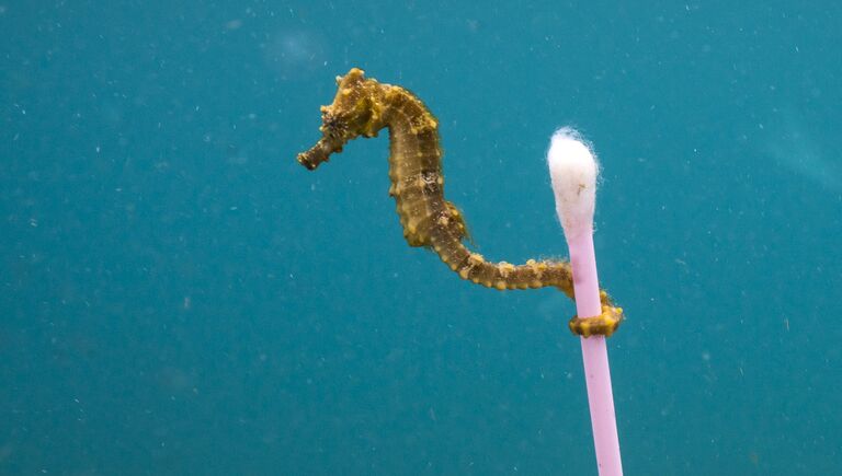 Работа фотографа из США Justin Hofman Sewage surfer в категории Одиночное изображение в финале конкурса Wildlife Photographer of the Year 2017