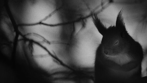 Работа фотографа из Швеции Mats Andersson Winter pause в категории Черное и белое в финале конкурса Wildlife Photographer of the Year 2017