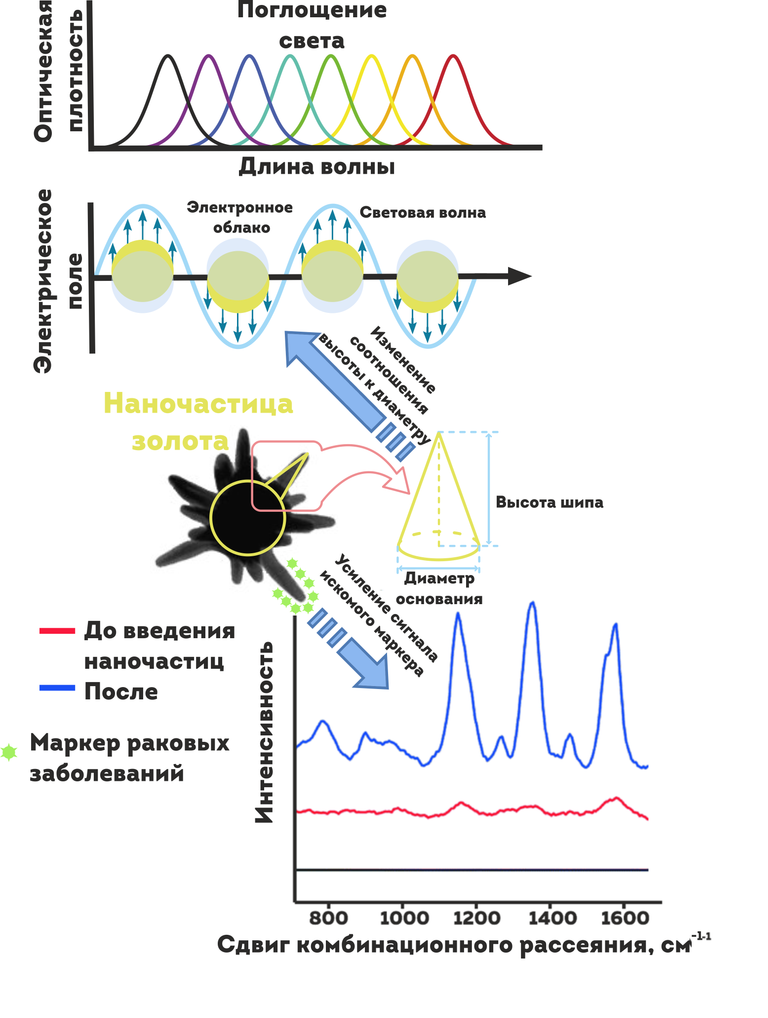 На схеме показана работа золотой наночастицы внутри опухоли