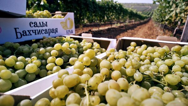 Сбор винограда в Крыму. Архивное фото