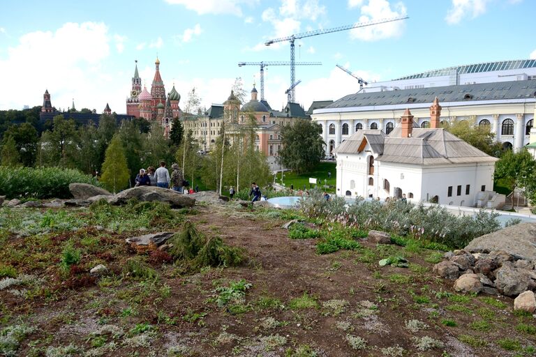 Зелень в природно-ландшафтном парке Зарядье в Москве