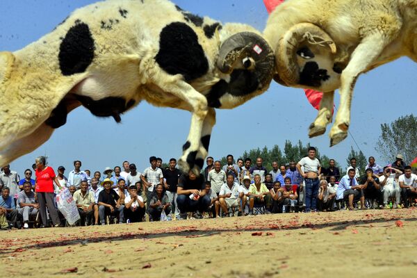 Бой баранов в китайской деревне