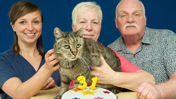 Старейший в мире кот по кличке Мускат на свой 31 день рождения. Архивное фото