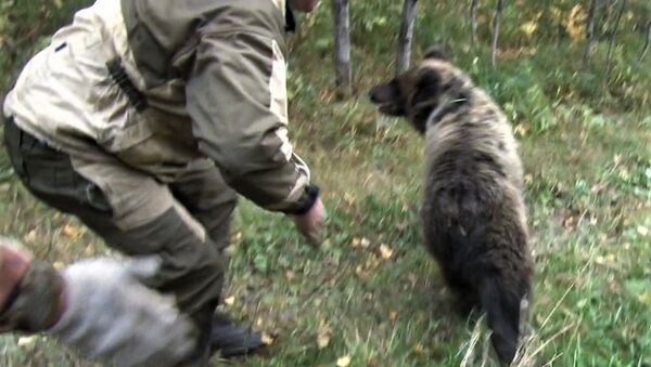 Медвежонок, заблудившийся в Прокопьевске Кемеровской области. 15 сентября 2017