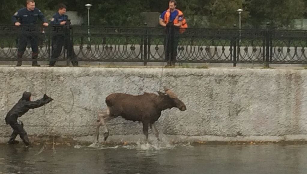 Спасение лося в Москве - РИА Новости, 1920, 15.09.2017