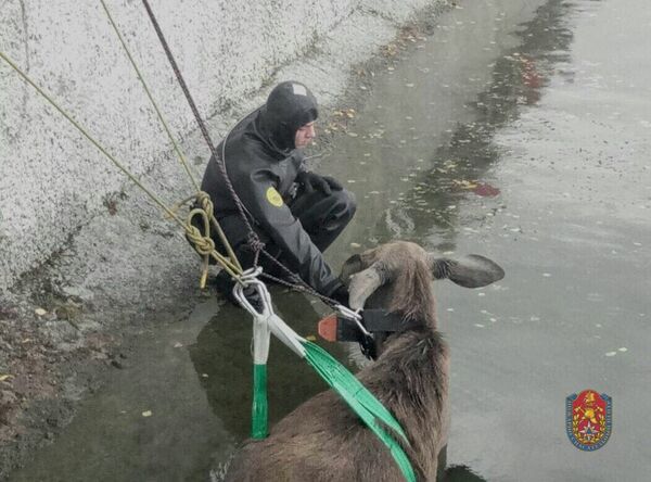 Спасение лося в Москве Спасение лося в Москве