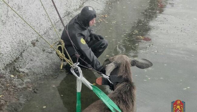 Спасение лося в Москве