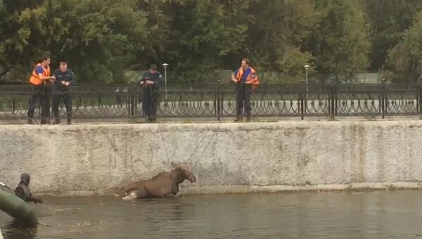 Сотрудники МЧС спасли лося, тонувшего в пруду на юго-востоке Москвы