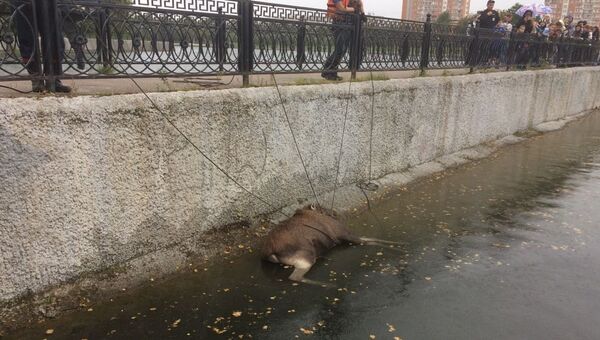 Спасение лося в Москве