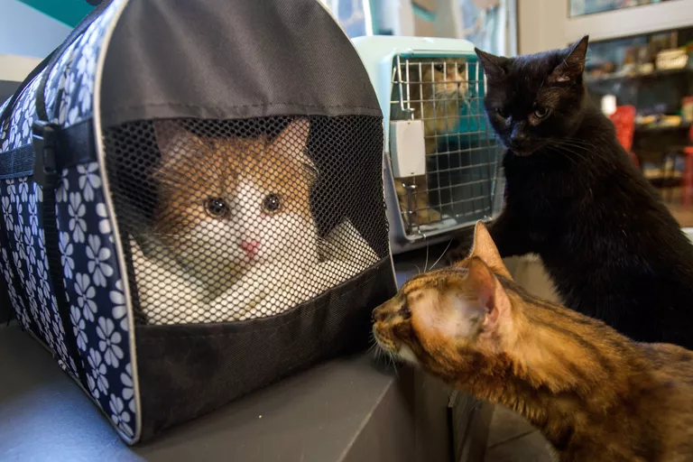 Коты, живущие в котокафе Республика кошек, знакомятся с эрмитажными котами Коты, живущие в котокафе Республика кошек, знакомятся с эрмитажными котами