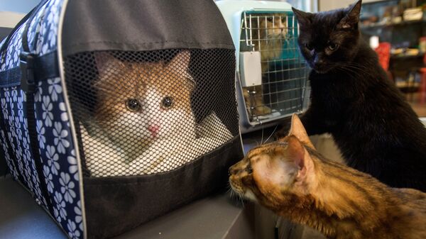Коты, живущие в котокафе Республика кошек, знакомятся с эрмитажными котами
