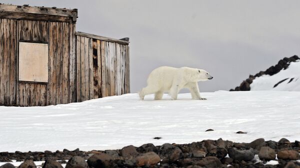 Белый медведь на территории полярной станции на берегу бухты Тихая на острове Гукера архипелага Земля Франца-Иосифа