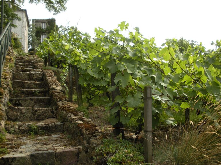 Виноградник Монмартра