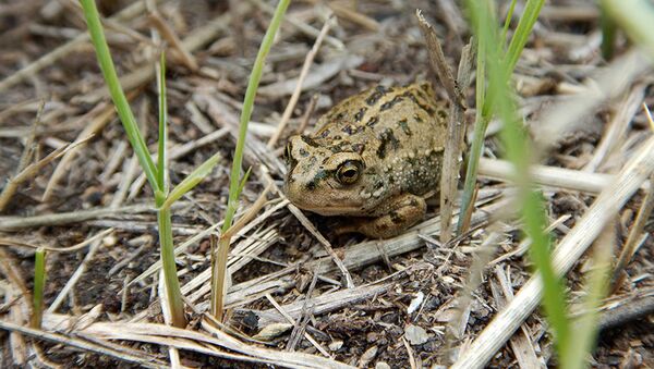 В Прибайкальском нацпарке создадут резерват для монгольской жабы