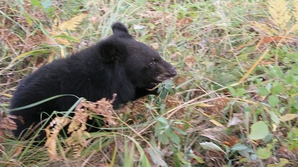Гималайский медвежонок, выпущенный в дикую природу в Приморье. 19 сентября 2017