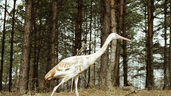 Якутский журавль-стерх