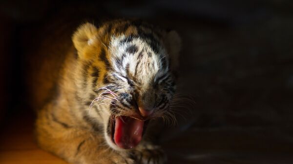 Тигренок амурского тигра. архивное фото