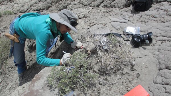 Палеонтолог  Кэрин Чин извлекает копролиты из пород мелового периода