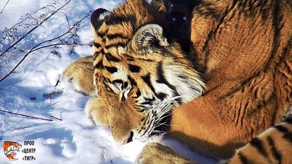 Амурский тигр. архивное фото