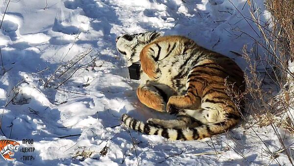 Российский фильм Тигры и люди удостоился международной кинонаграды