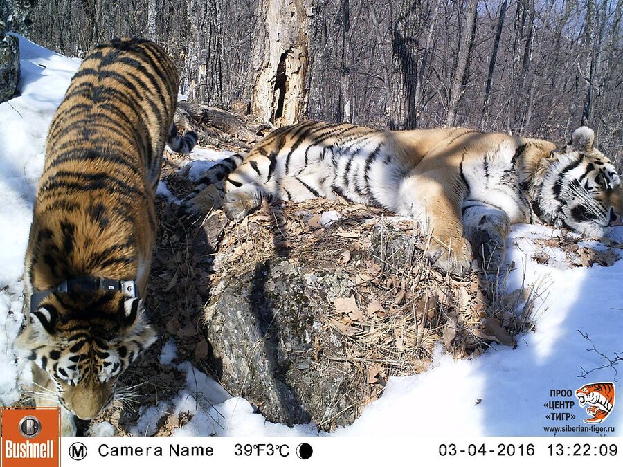 И вот уже второй год тигры живут вместе и дали здоровое потомство