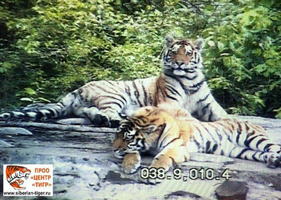 Тигры учатся вместе охотиться 